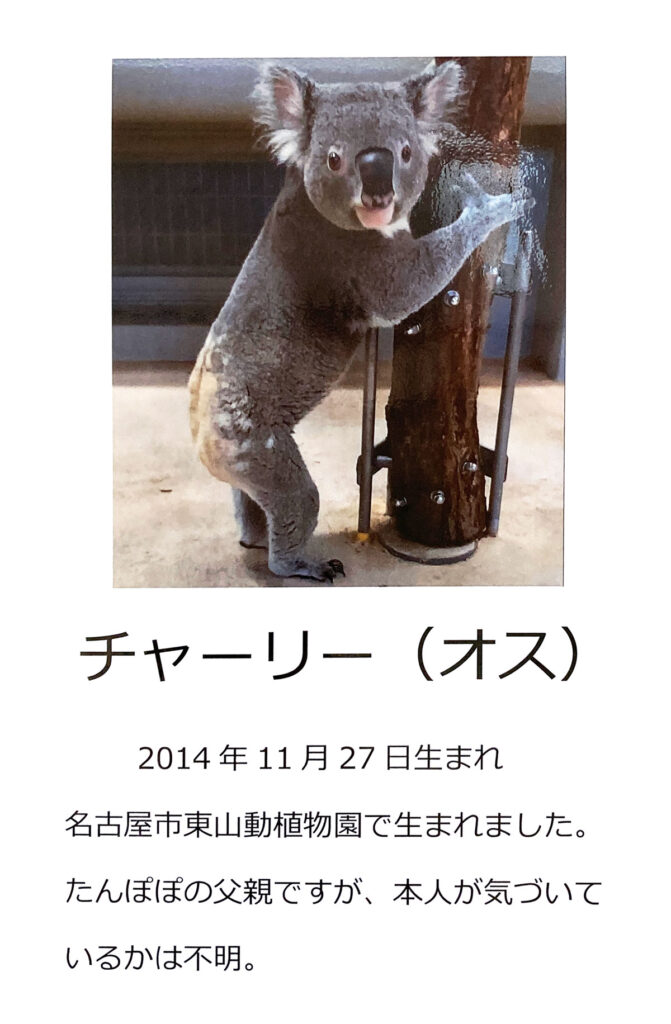 金沢動物園　コアラのチャーリー